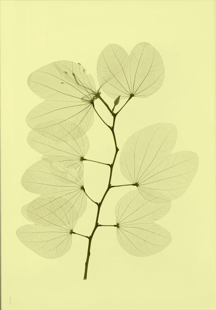 Orchid bauhinia poster - 70x100 cm - Fine Little Day